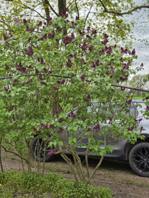 Sering 'Ruhm von Horstenstein' - Syringa vulgaris 'Ruhm von Horstenstein'