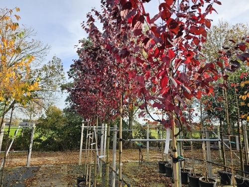 Prunus cerasifera 'Nigra' met prachtige herfstkleuren in november 2025