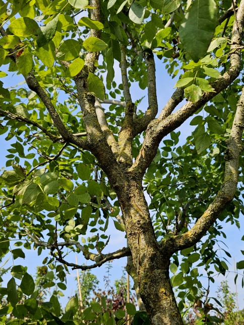 Japanse Zilverboom. Maackia amurensis. Amur maackia. bloei