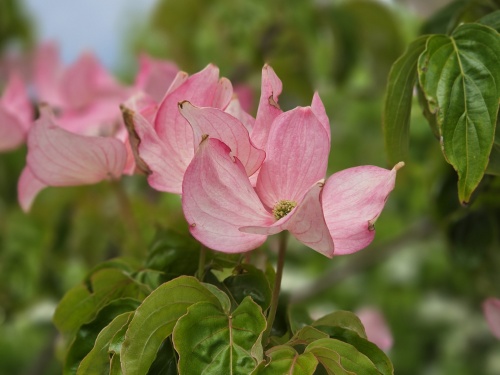 Cornus kousa 'Rosy Theacups'