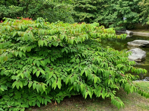 Viburnum Mariesii in de Japanse Tuin in Hasselt (B)
