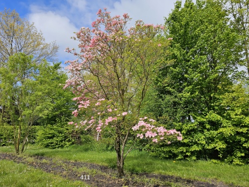 Veelbloemige kornoelje ‘Cherokee Chief’ in april
