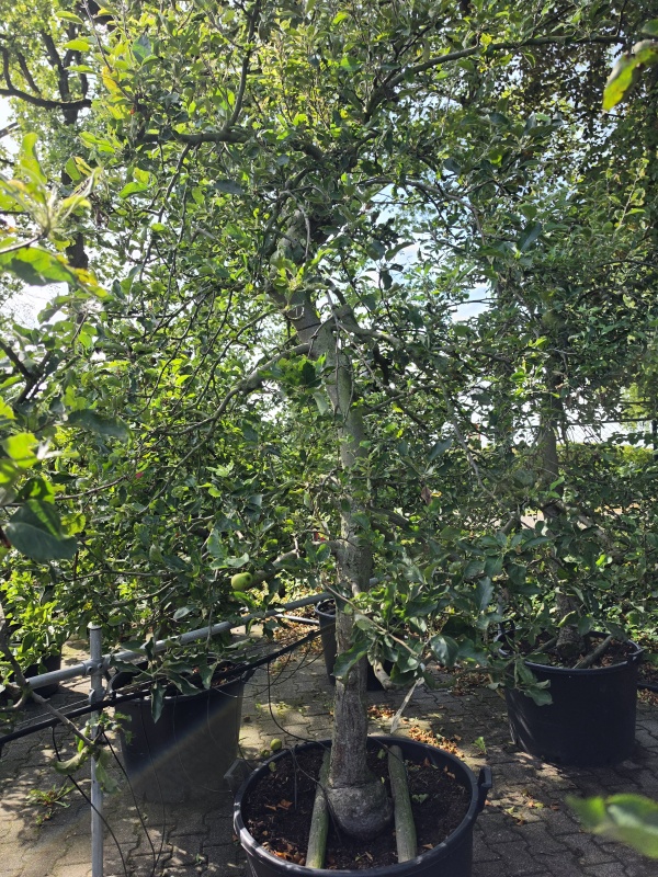 Apfel