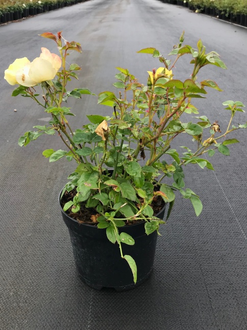 Rosa Pretty Star