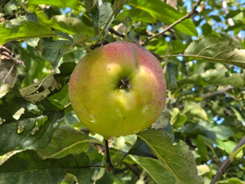 Appel 'Lombarts calville' - Malus domestica 'Lombarts Calville'