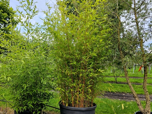 Phyllostachys aurea bamboe is een woekerende bamboesoort