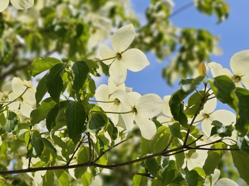Cornus kousa 'Norman Hadden' bloei juni