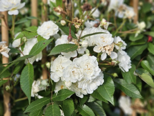 Rosa Guirlande d'Amour