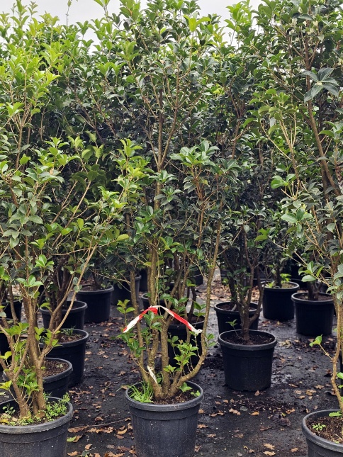 Schijnhulst - Osmanthus aquifolium