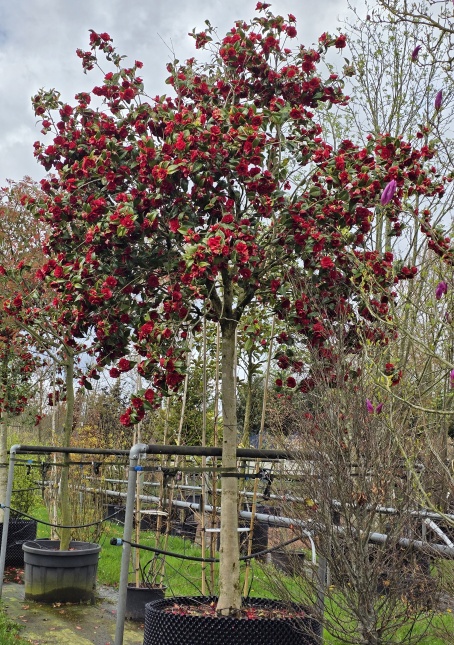 Camellia japonica 'Black Lace' bloem