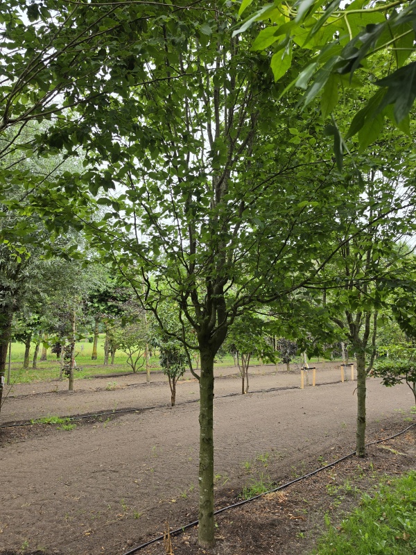 Zuilvormige haagbeuken op stam