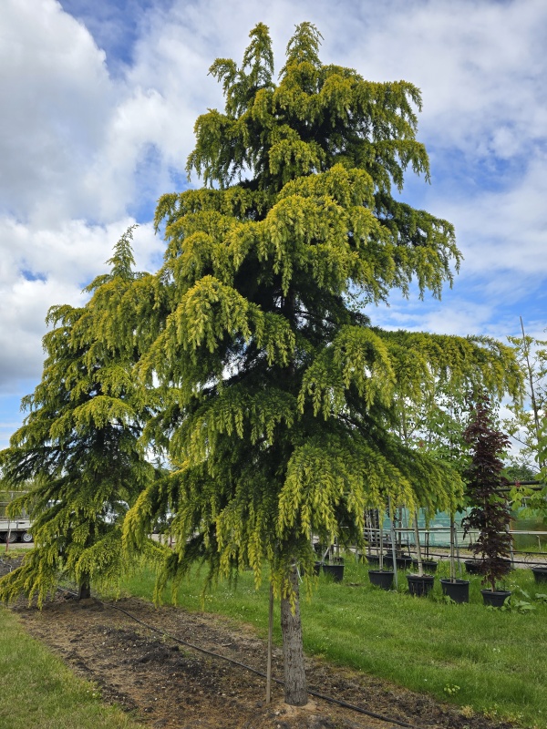 Himalayaceder 'Aurea'