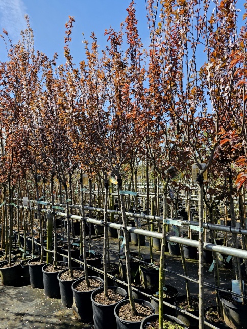 Prunus cerasifera 'Nigra'