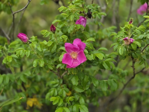 Rosa Rugosa is een bloeiende inheemse wilde roos, die in compacte struikvorm groeit.
