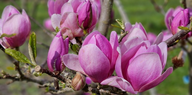 De bloei van de Magnolia: Alles over maanden, kleuren en herbloei