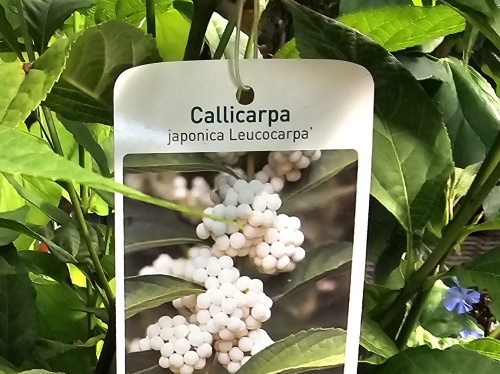 Schoonvrucht 'Leucocarpa' - Callicarpa japonica 'Leucocarpa'