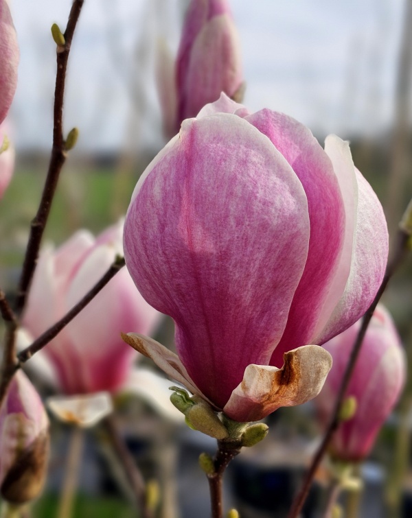 Purperkleurige Magnolia Lennei