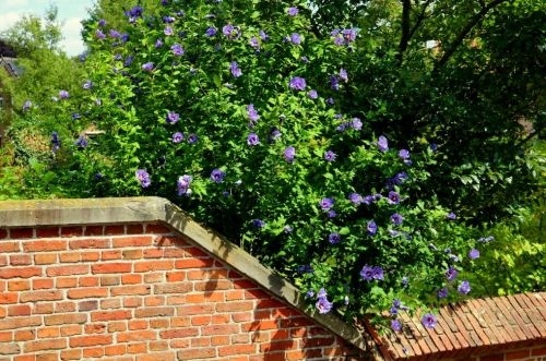 Altheastruik 'Oiseau Bleu' - Hibiscus syriacus 'Oiseau Bleu'