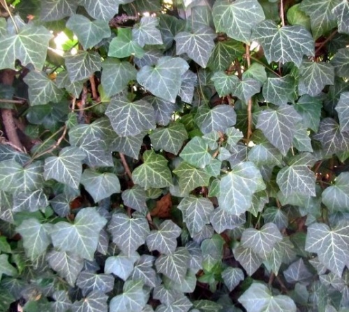 Hedera helix 'Woerner'