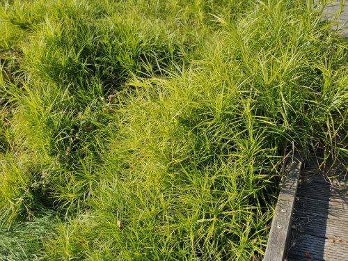 Carex Muskingumensi  Palmzegge in september