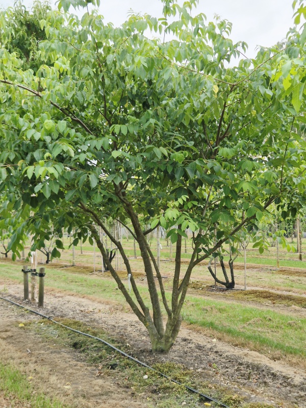 Mehrstämmiger Bienenbaum