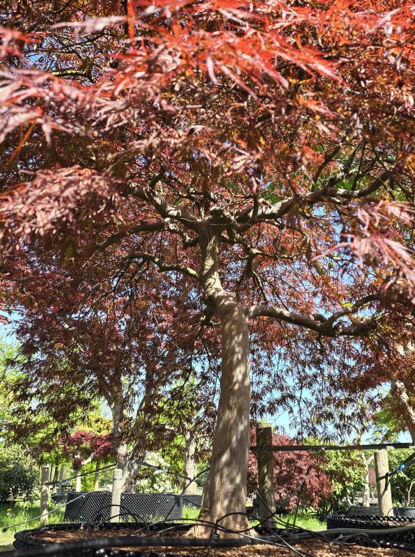 Japanischer Ahorn