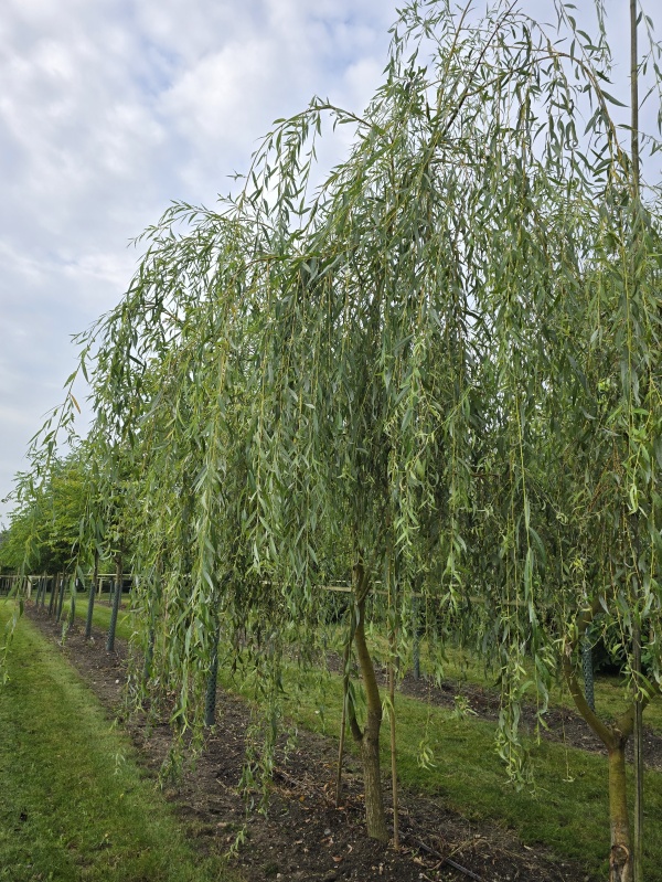 Treurwilg
