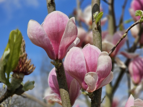 Magnolia 'Lennei', meerstammige bomen leveren wij in verschillende maten
