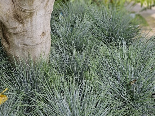 Blauw siergras Festuca