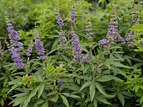 Vitex met blauwe zomerbloei