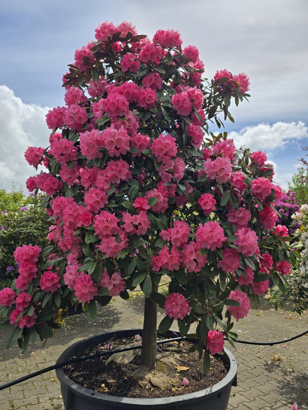 Japanse Rhododendron