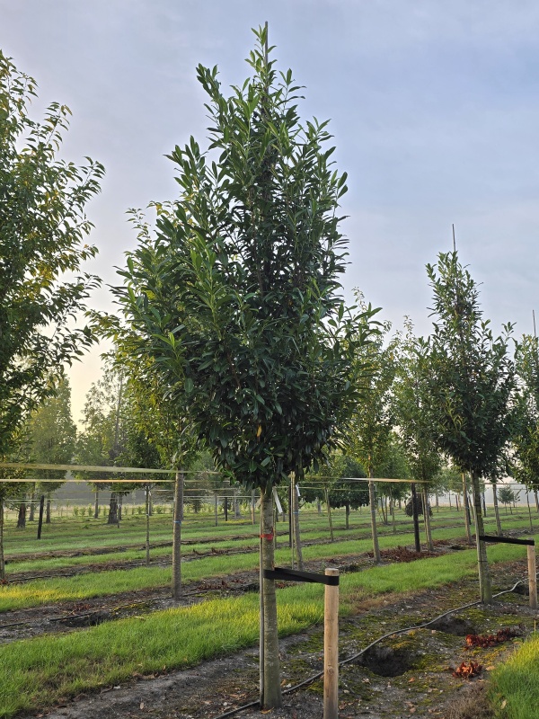 Laurierkers 'Caucasica'