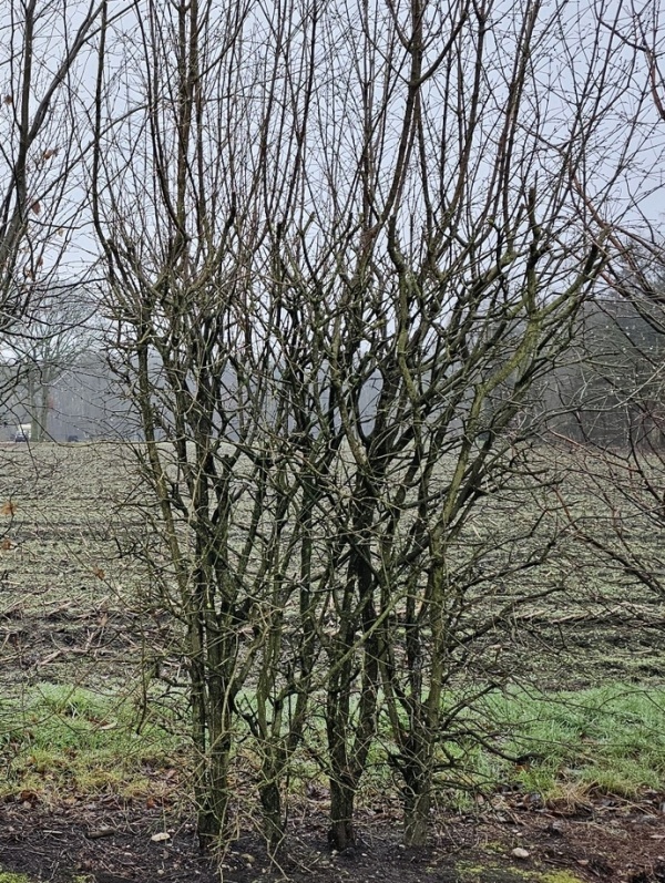 Blokvormige haagelementen van Cornus
