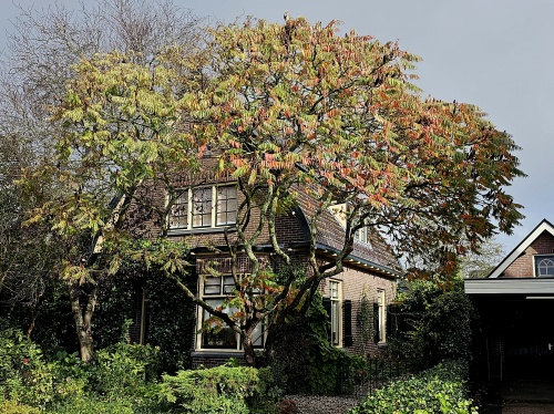 Rhus typhina