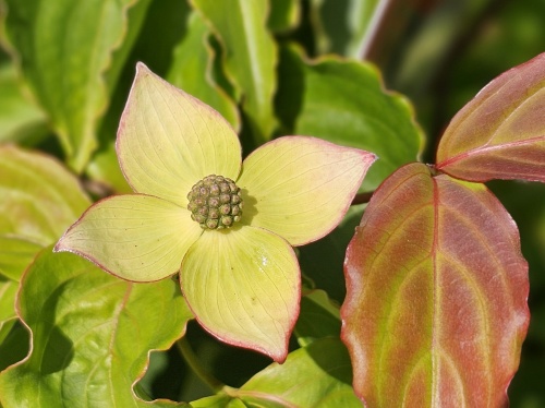Cornus kousa 'Wieting's Select' bloeit in mei