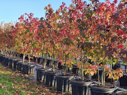 Liquidambar,  Amberboom meerstammig in sleuvenpot op de kwekerij van Ten Hoven Bomen.  vak H najaar 2025