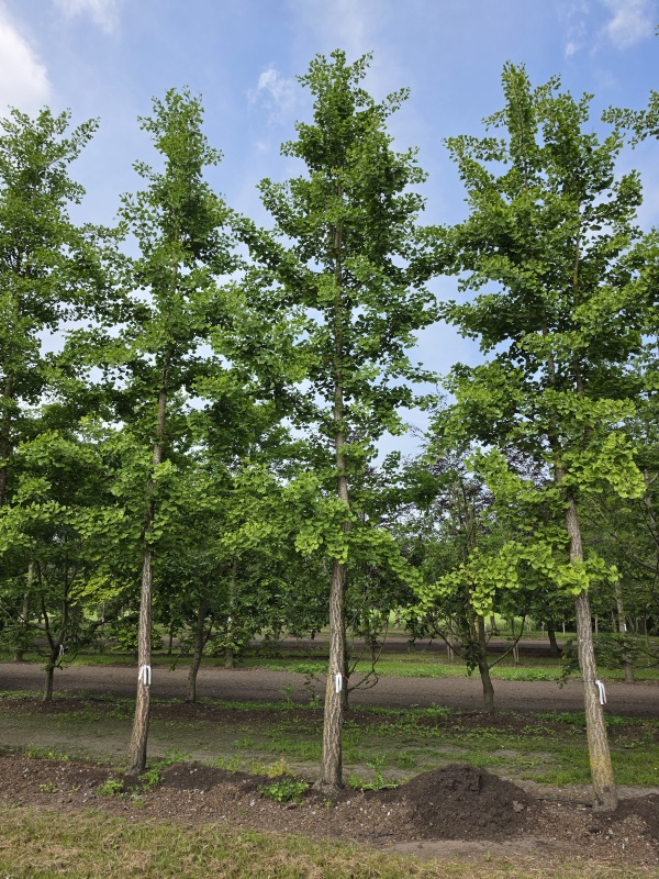 Tempelboom of Eendenpootboom