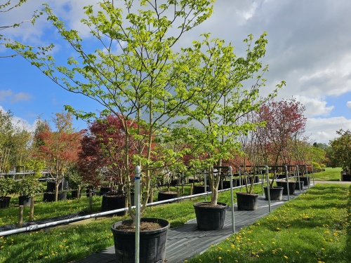 Cornus controversa herfstkleuren