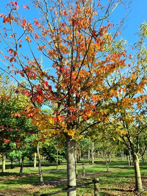 Parrotia persica op de kwekerij in Apeldoorn.  Vak L