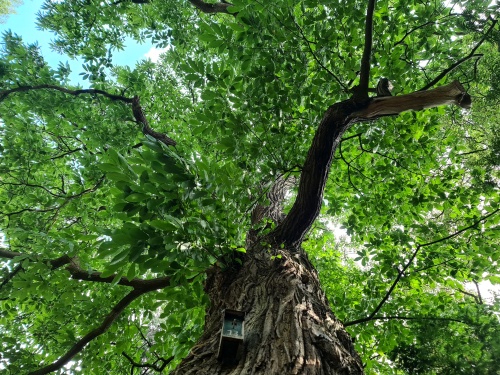 Juglans Regia