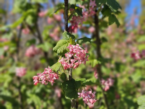 Ribes Pulborough Scarlet