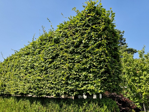 Fagus, groene beuk als leivorm. volwassen leischerm in de herfstkleuren.