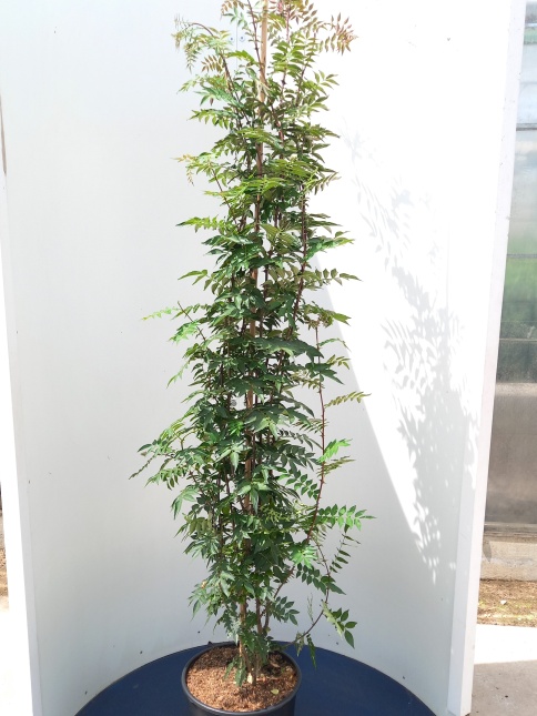 Peperboom - Zanthoxylum americanum