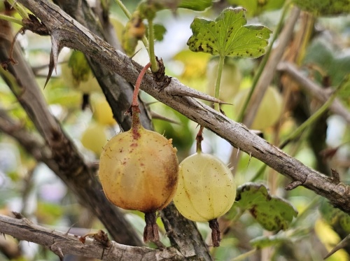 Ribes.  Geel-groene kruisbes