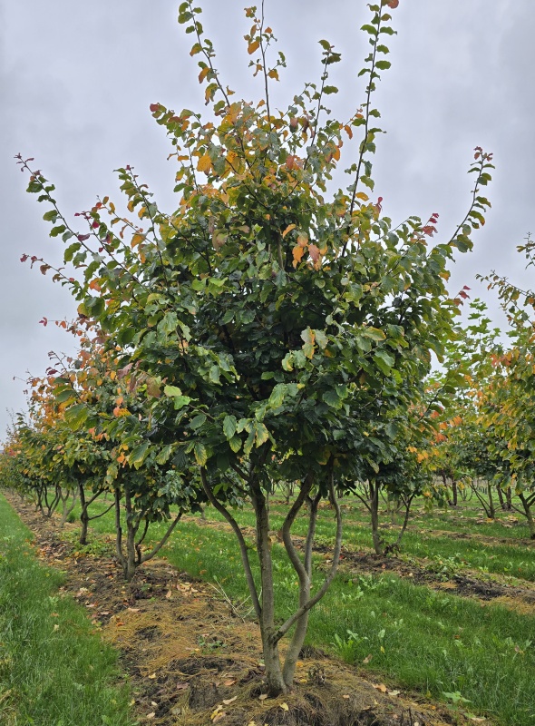 Perzisch IJzerhout