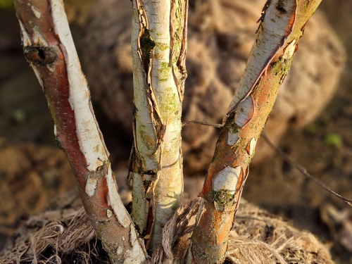 Betula Pubescens