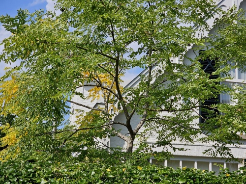 Doodsbeenderenboom in tuin