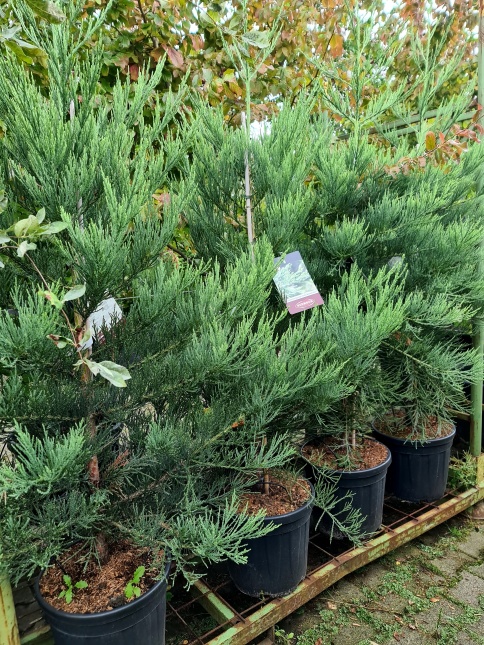 Sequoiadendron giganteum 'Healthy Mammoth One' jonge stam sept