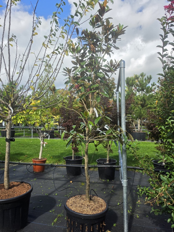Immergrüne Magnolie