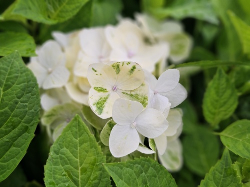 Bolhortensia - Hydrangea macrophylla Endless Summer The Bride